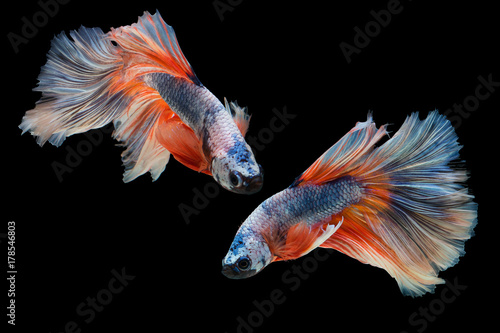 Bild auf Leinwand The moving moment beautiful of siam betta fish in thailand on black background