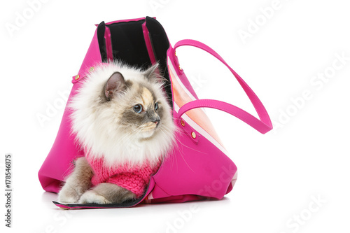 Fototapeta Naklejka Na Ścianę i Meble -  beautiful birma cat in pink pullover