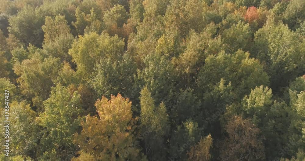 Aerial backward flight over autumn trees in forest Aerial backward flight over autumn trees in forest