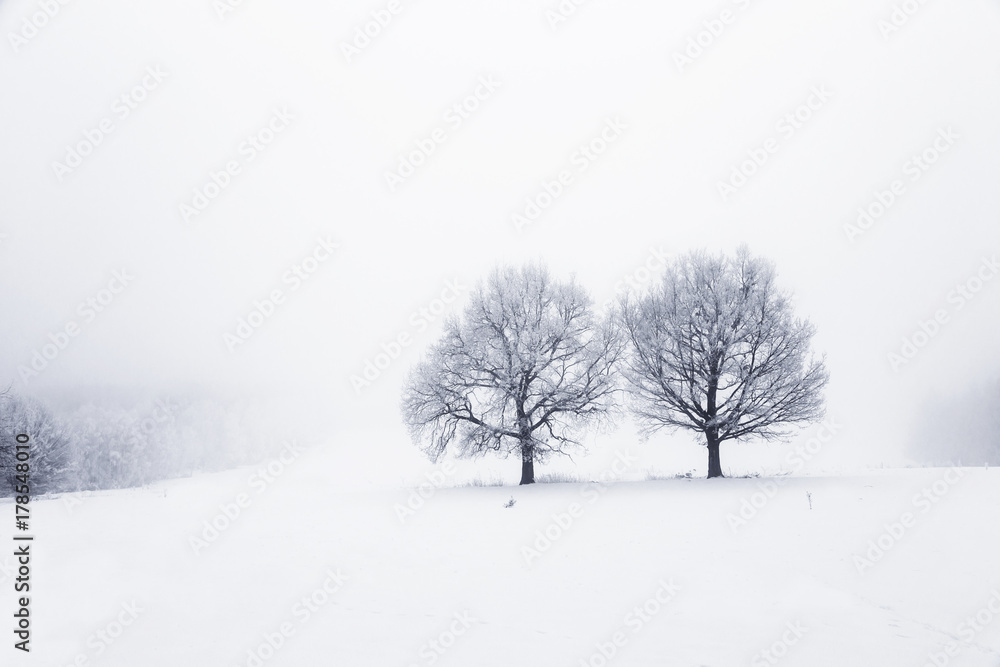Winter landscape with trees on a snow covered field Winter landscape with trees on a snow covered field