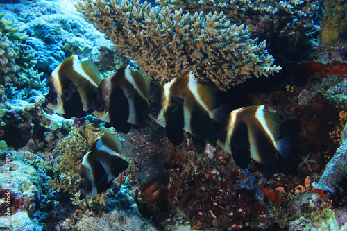 Phantom bannerfish photo