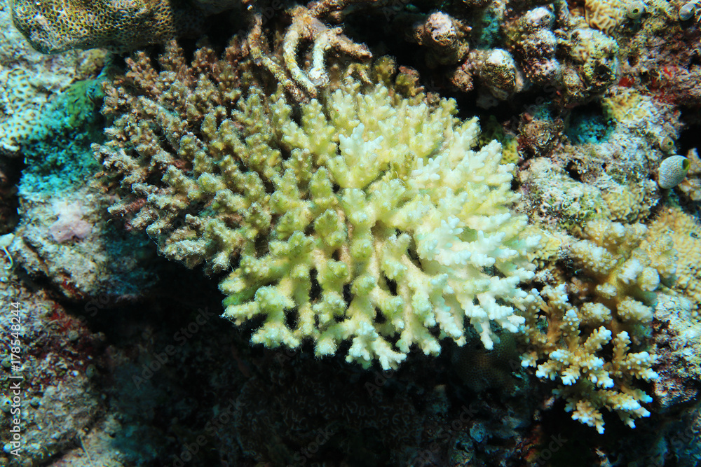 Obraz premium Bleached stony coral