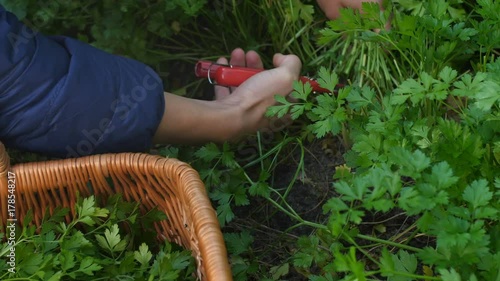 A bunch of green fresh raw dill, parsley and sorrel. Hands girl cuts green bunches of dill, parsley and sorrel, and puts it all in the basket. Autumn harvest