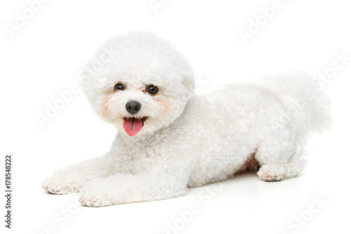 Valokuva beautiful bichon frisee dog