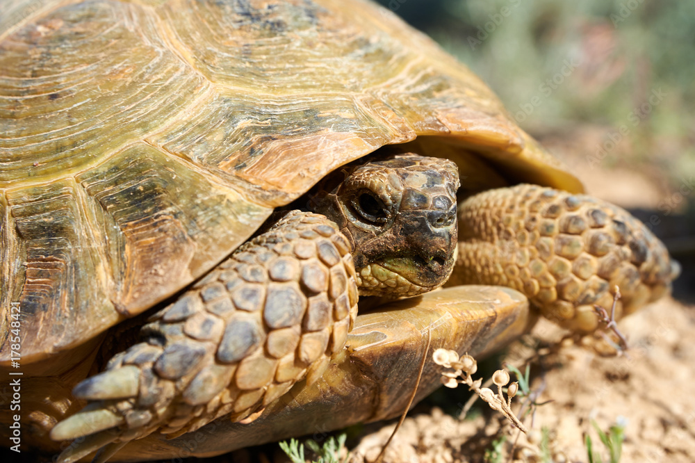 The desert tortoise. The desert tortoises live about 50 to 80 years; they grow slowly and generally have low reproductive rates. They spend most of their time in burrows, rock shelters, and pallets to The desert tortoise. The desert tortoises live about 50 to 80 years; they grow slowly and generally have low reproductive rates. They spend most of their time in burrows, rock shelters, and pallets to