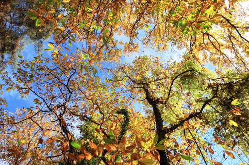 Foglie autunnali e feuillage di bosco