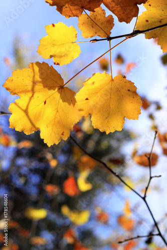 Foglie autunnali e feuillage
