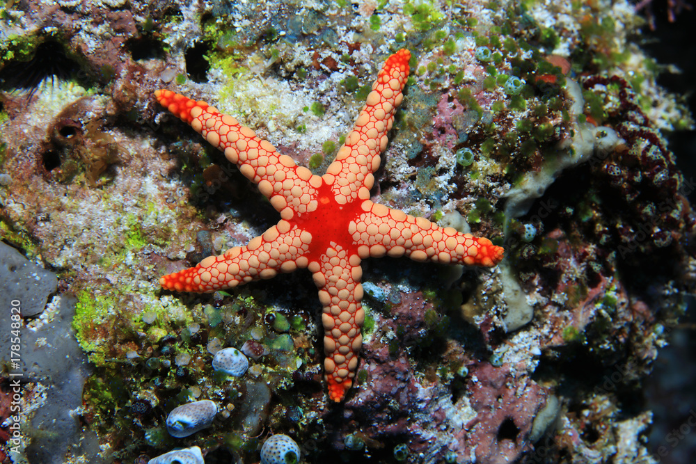 Noduled sea star