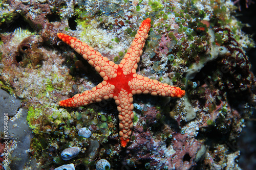 Noduled sea star © aquapix