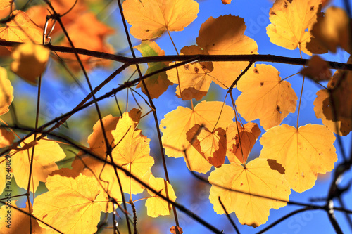 Foglie autunnali e feuillage