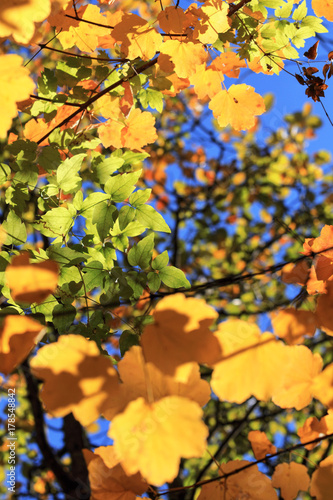Foglie autunnali e feuillage