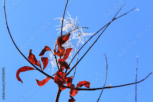 Foglie autunnali e feuillage