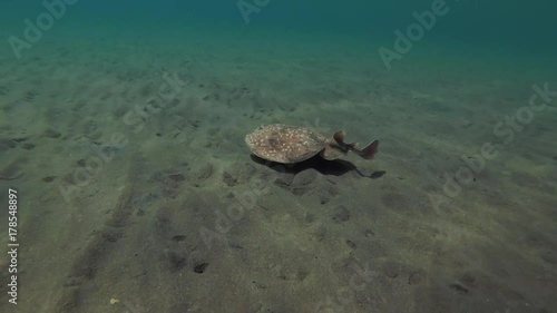 Panther Electric Ray (Torpedo panthera) swims over the sandy bottom, Red sea, Marsa Alam, Abu Dabab, Egypt
 photo