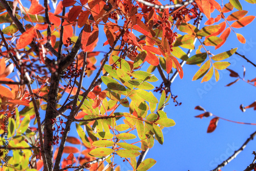 Foglie autunnali e feuillage