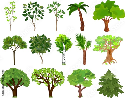 Set of different trees with green leaves on white background
