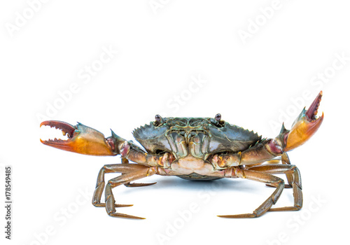 Scylla serrata. Mud crab isolated on white background. Raw materials for seafood restaurant concept. Live giant mud crab with big claw. Alive mud crab. Crustacean shellfish food allergen concept. photo