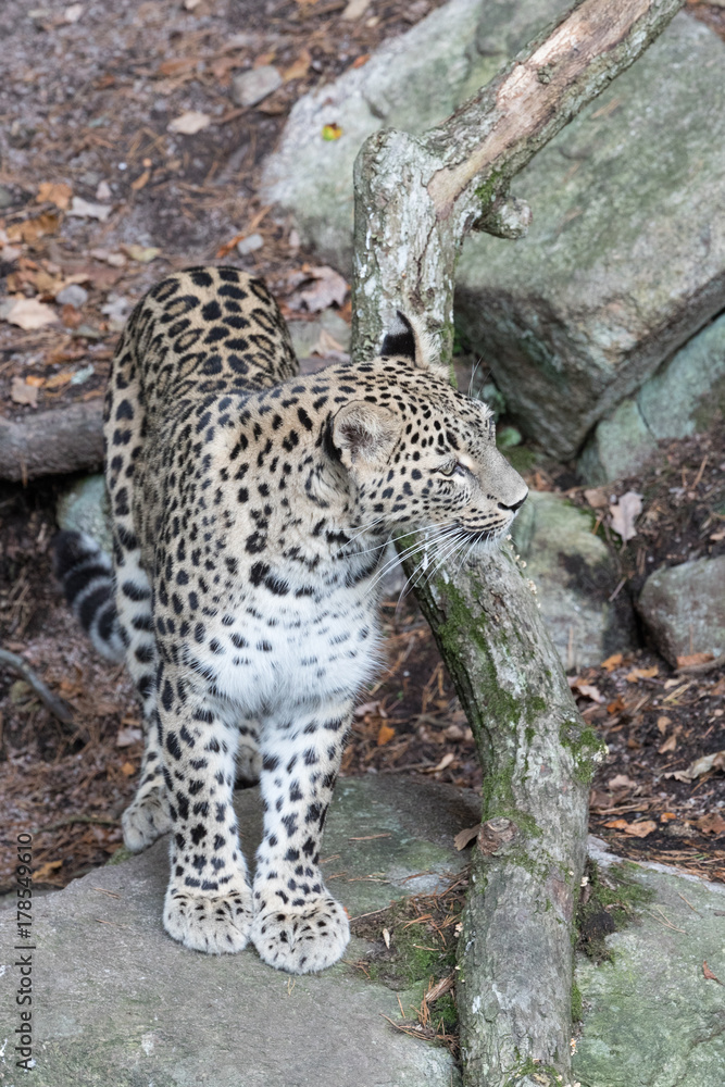 Obraz premium Leopard