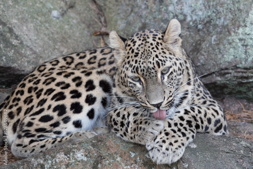 Leopard Leopard