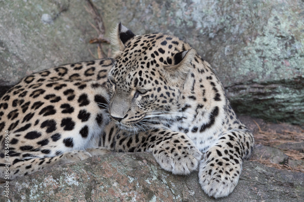 Leopard Leopard