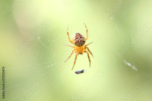 Spider Araneus and it's victim (light background)