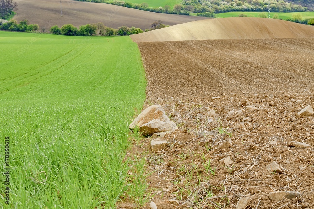 Obraz premium Very beautiful landscapes on south Moravia, so called Moravian Tuscany. Amazing colors in almost every season and great lines and curves. Moravian Tuscany, South Moravia, Czech Republic.