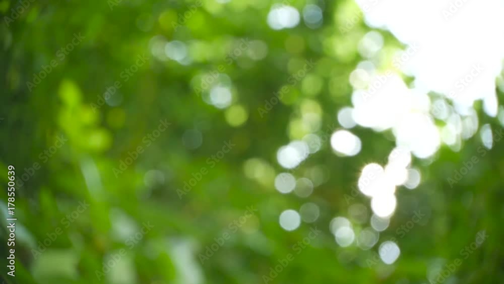 sunshine lighting sparkle trees green background sunshine lighting sparkle trees green background