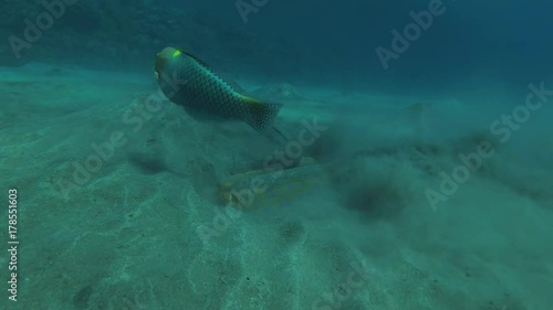 Wallpaper Mural Blue-spotted Stingray (Taeniura lymma) digging in the sand in search of food, Red sea, Marsa Alam, Abu Dabab, Egypt
 Torontodigital.ca