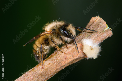 Osmia rufa, mason bee, pollinator photo