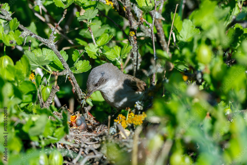 Sylvia curruca. The nest of the Lesser Whitethroat in nature. Sylvia curruca. The nest of the Lesser Whitethroat in nature.