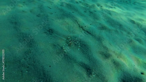 Banded Coral Shrimp (Stenopus hispidus) on sandy bottom, Red sea, Marsa Alam, Abu Dabab, Egypt
 photo