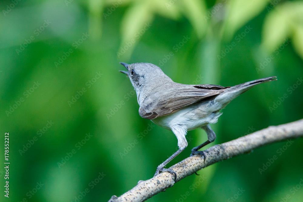 Fototapeta premium Sylvia curruca. The Lesser Whitethroat in nature.