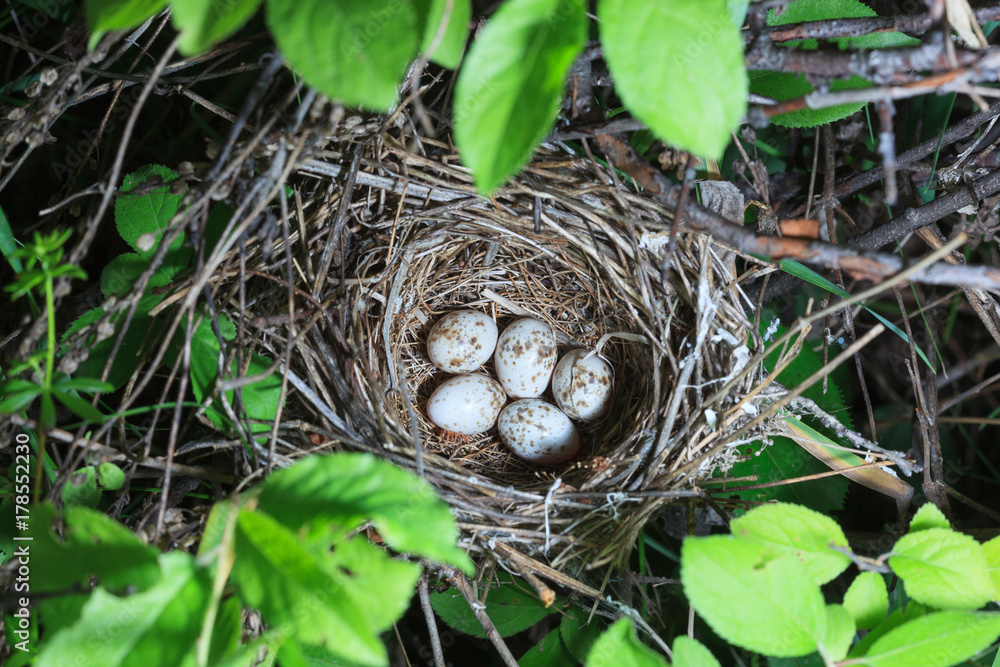Sylvia curruca. The nest of the Lesser Whitethroat in nature. Sylvia curruca. The nest of the Lesser Whitethroat in nature.