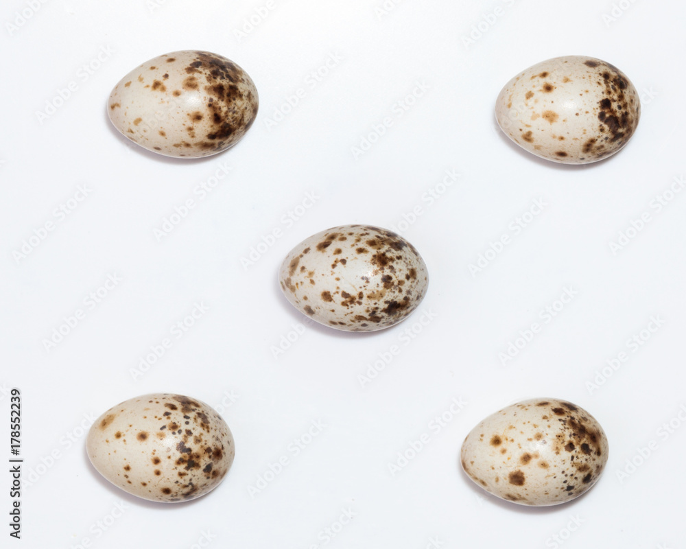 Sylvia curruca. The eggs of the Lesser Whitethroat in front of white background, isolated. Sylvia curruca. The eggs of the Lesser Whitethroat in front of white background, isolated.