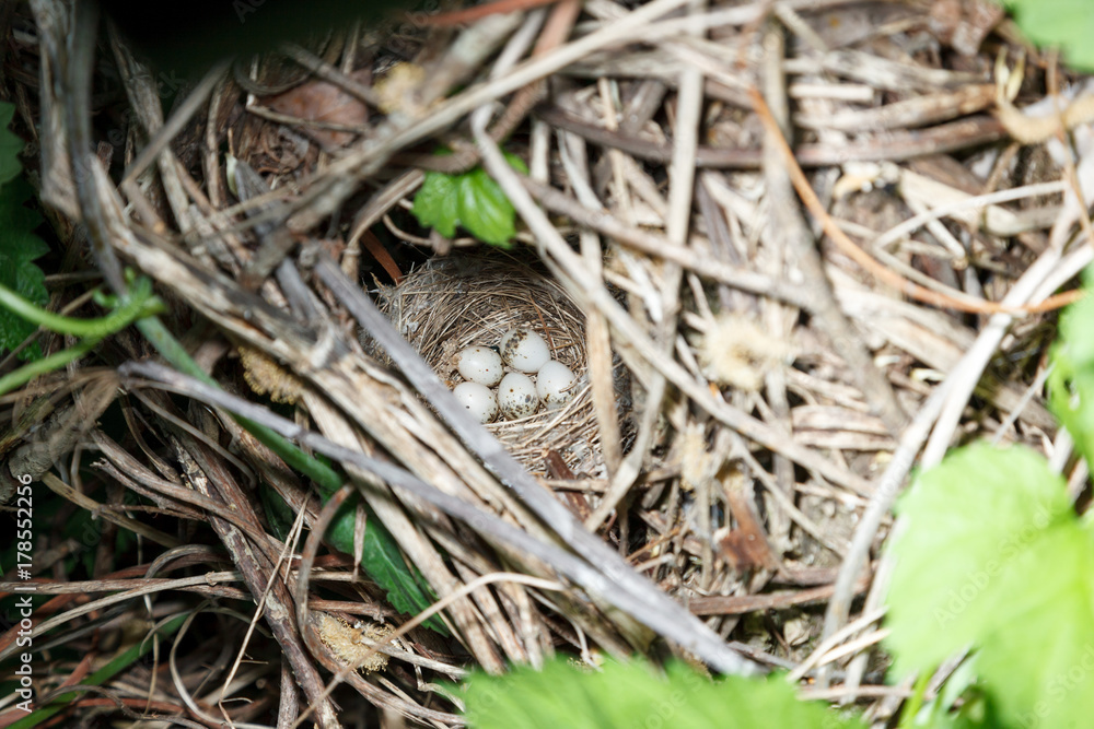 Sylvia curruca. The nest of the Lesser Whitethroat in nature.