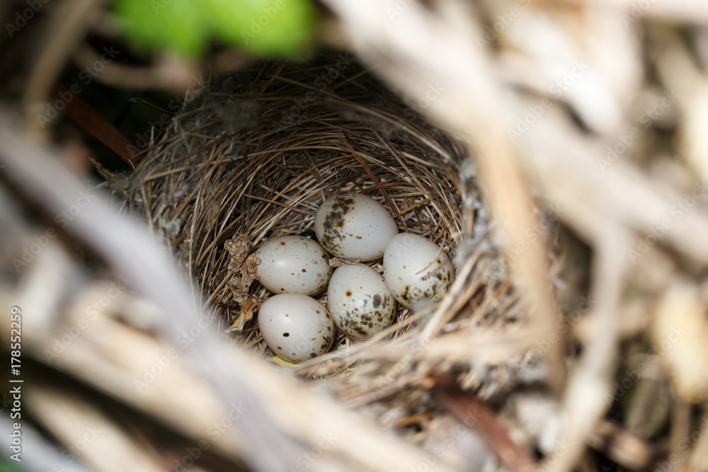 Obraz premium Sylvia curruca. The nest of the Lesser Whitethroat in nature.
