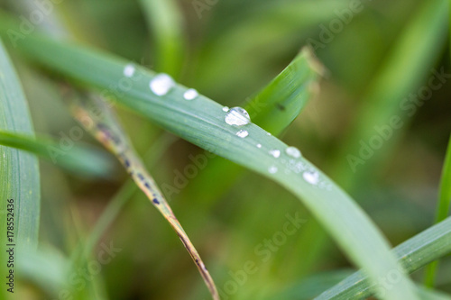 Dew drops on a leaf of grass