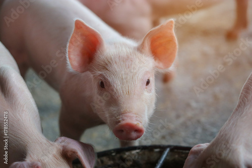 Piglet waiting feed in the farm. Pig indoor on a farm yard in Thailand. swine in the stall. Close up eyes and blur. Portrait animal. © krumanop