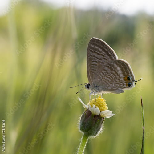 Wallpaper Mural close up of butterfly on grass flowers. Torontodigital.ca