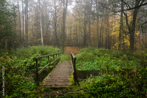 Obraz na płótnie Nature Reserve of the Royal Source in the Kozienice Forest, Mazovia, Poland w salonie