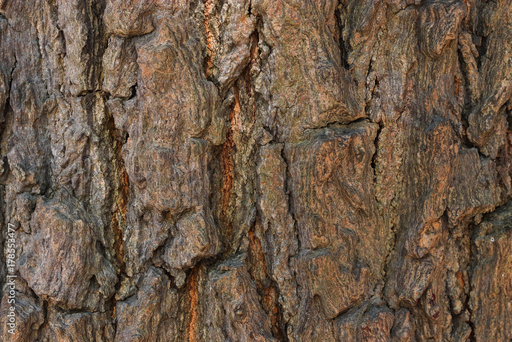 Big tree brown bark. Traces of nature. Use for background or banner website and template. Big tree brown bark. Traces of nature. Use for background or banner website and template.
