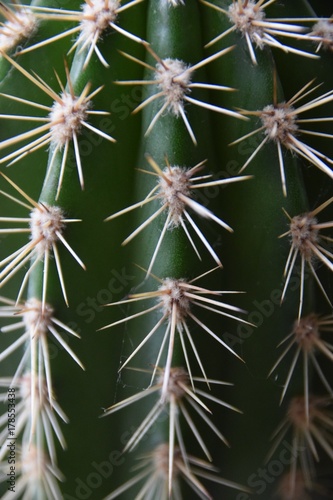 Kaktus in Nahaufnahme mit gut erkennbaren Rippen und Dornen © Martina Simonazzi