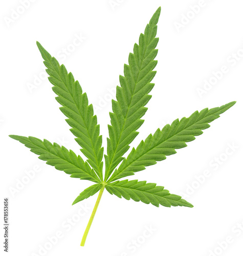 cannabis leaf