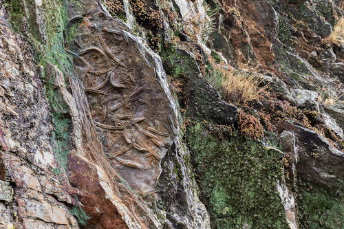 Fossilized branches and roots on rock. Penha Garcia. Portugal. photo