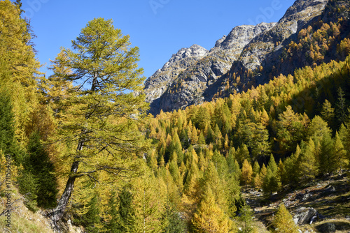 Lärchenwald im herbstlichen Jolital, Gemeinde Niedergesteln, Kanton Wallis