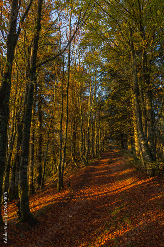 Sous-bois en automne