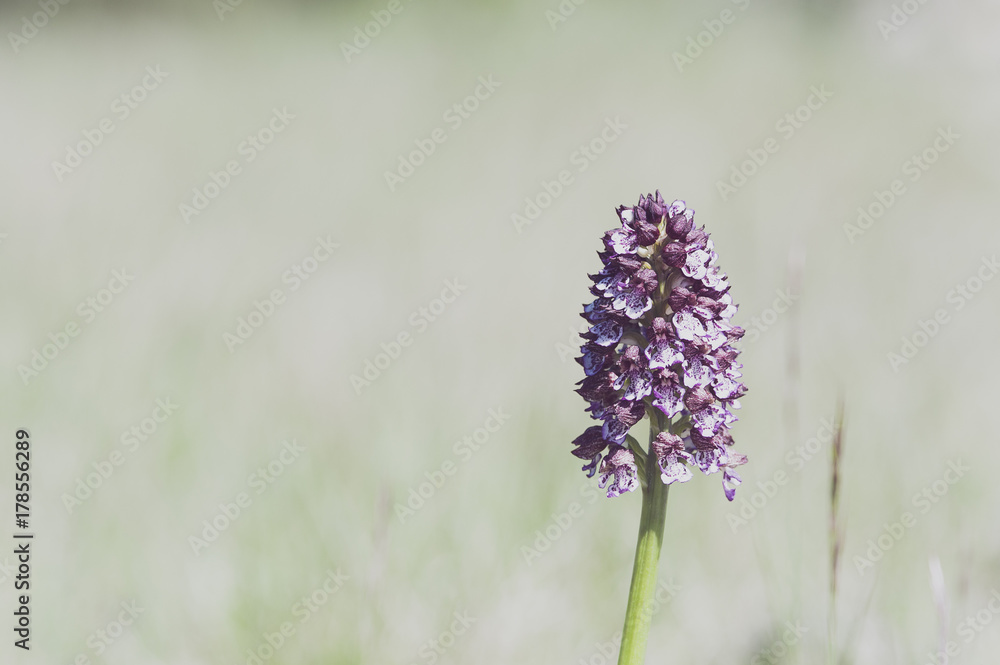Obraz premium Orchidée sauvage