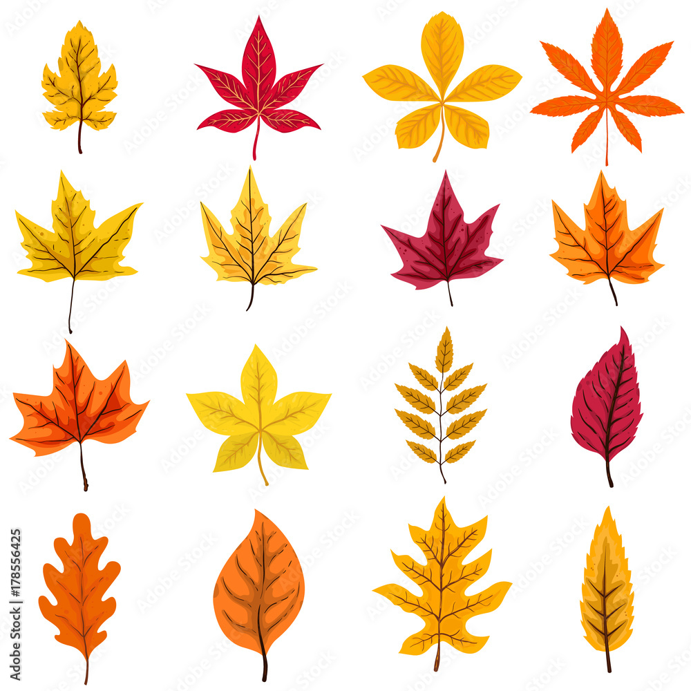 Fototapeta premium set of autumn leaves isolated on white background. Vector design element