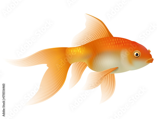 Cartoon goldfish isolated on white background. Vector illustration