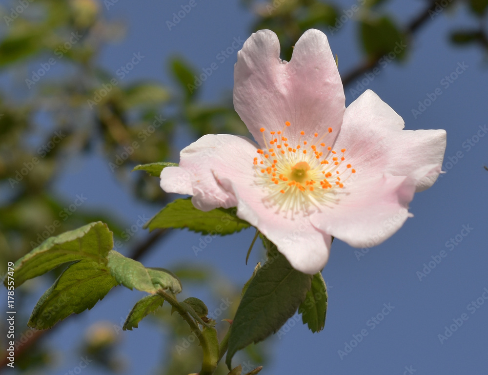 Obraz premium Hagedorn 