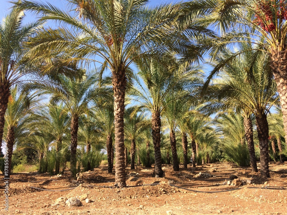 Palmenpfanzungen im Libanon Palmenpfanzungen im Libanon